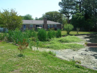 As sediment accumulates in ponds, it can allow for the growth of emergent vegetation. C. Guinn Wallover, ©2020, Clemson Extension