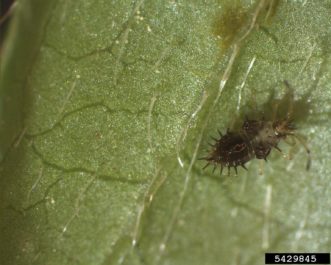 Azalea lace bug nymph. Tracy Wooten, University of Delaware, Bugwood.org