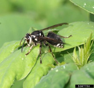 Baldfaced hornets (Dolichovespula maculata) are native, social insects that live in nests. Their nests can be in many locations, but they are usually a gray, large football-shaped paper nest. They make the paper by chewing bark from trees. Sometimes their nests are found on buildings. They feed on many insect pests and are often considered beneficial in the natural environment. Photo credit: Johnny N. Dell, Bugwood.org.