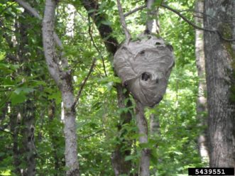 Baldfaced hornets usually make a gray, large football-shaped paper nest. Photo credit: David Stephens, Bugwood.org