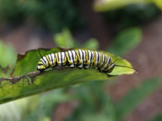 Butterfly weed leaves provide an important food source for Monarch butterfly caterpillars.