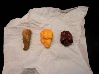 Carolina Reaper peppers in a variety of colors, grown in Rock Hill, SC.