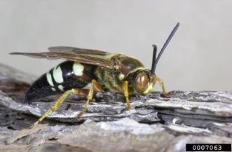 Cicada killer wasps are native and common in South Carolina. They are solitary, but several will sometimes nest in the same areas. Males can also be found around the holes the females make in the soil in sheltered areas. The males do not sting. The females can sting, but rarely do and are generally considered beneficial due to the many pest insects they feed on. Photo credit: Gerald J. Lenhard, Louisiana State University, Bugwood.org