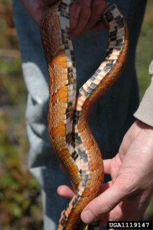 Corn snakes have long, slender bodies and a ‘checkerboard’ pattern on their belly.