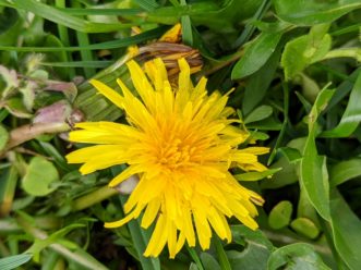 Dandelions (Taraxacum officinale) provide one of the first pollen sources in the spring for bees and other pollinating insects. Barbara H. Smith, ©2020 HGIC, Clemson University