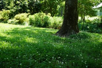 Dutch white clover (Trifolium repens) planted in with a fescue lawn. Barbara H. Smith, ©2020 HGIC, Clemson University