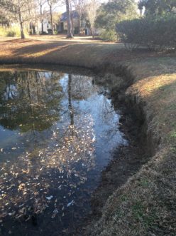 Erosion and the undercut of pond banks are common pond maintenance concerns. These issues can often be attributed to the presence of turfgrass along the shoreline, which lacks the tolerance to moist soil conditions and erosive wave energy needed to protect shorelines. C. Guinn Wallover, ©2020, Clemson Extension