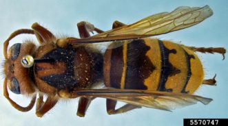 European hornets (Vespa crabro) are social insects that live in nests. They are not native to South Carolina, but they have been in the state for over 160 years. Their nests can be in many locations, such as abandoned bee hives, hollow trees, wall voids, and attics. They feed on many insect pests and are generally less aggressive than other hornets. Photo credit: Allan Smith-Pardo, Invasive Hornets, USDA APHIS PPQ, Bugwood.org