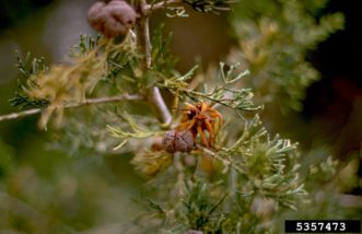 Galls on a cedar tree, one undeveloped and another showing telial horns Howard F. Schwartz, Colorado State University, Bugwood.org