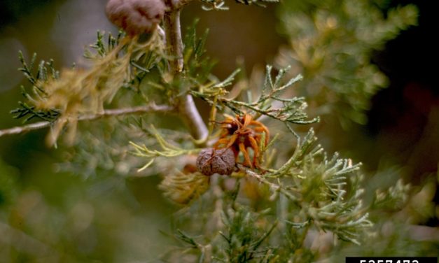 Cedar-Apple Rust