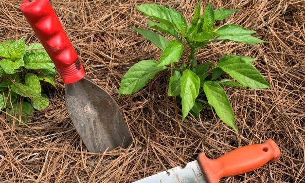 A Few More Cool Tools to Add to Your Garden Toolbox