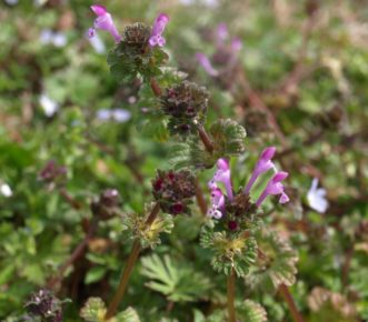 Henbit (Lamium amplexicaule) has reddish-purple pollen. When a honey bee has gathered pollen from henbit, the pollen corbicula will be filled with bright purple pollen. Barbara H. Smith, ©2020 HGIC, Clemson University