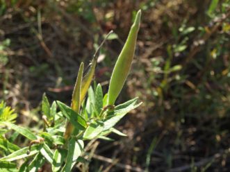 In the fall, butterfly weed produces a spindle-shaped seed pod. Barbara H. Smith, ©2019 HGIC, Clemson University