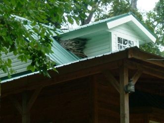Large perennial southern yellowjacket nest on a home in Alabama. Photo credit: Terry Prouty, Bugguide.net.