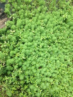 Parrotfeather (Myriophyllum aquaticum) is an example of a non-native, invasive emergent plant that can quickly cover ditches, streams, and pond shorelines. C. Guinn Wallover, ©2020, Clemson Extension