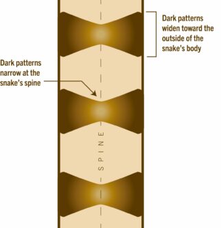 The hourglass shape lays somewhat “sideways” on the copperhead’s back; the wider portion of the shape starts on one side of the body, thins towards the middle-top edge of the back (closest to the spine), and then widens back out to the opposite side of the snake. Keep in mind that there are some exceptions to this.