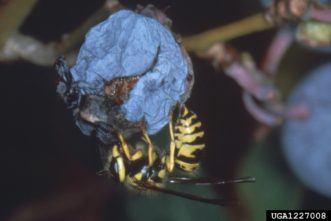 The southern yellowjacket (Vespula squamosa) is one of many native yellowjacket species in South Carolina. Many yellow jacket species nest in the ground, but there are some species that nest above the ground. Generally, most yellowjackets die in the winter. However, sometimes queens and workers can live through the winter, creating a very large nest with thousands of individuals. These can be dangerous. If encountered, consider hiring a pest management professional experienced in controlling stinging pests. Photo credit: Jerry A. Payne, USDA Agricultural Research Service, Bugwood.org