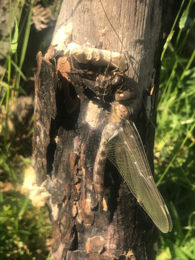 This dragonfly nymph has crawled onto a fallen log and emerged as an adult. The adult has paused to pump liquid through its wings and body before the nuptial flight. The exuvia can still be seen on the underside of the mushroom. Karen Jackson, ©2020, Clemson University