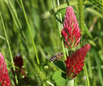 This honey bee is gathering dark red pollen from crimson red clover (Trifolium incarnatum). Barbara H. Smith, ©2020 HGIC, Clemson University