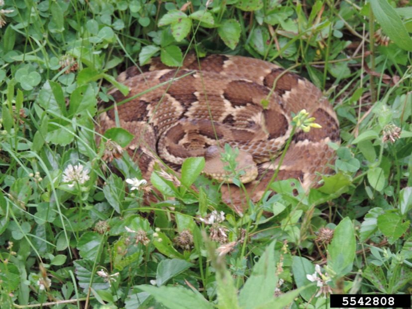 Identifying Copperhead Snakes Home Garden Information Center