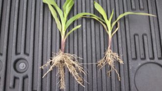 Stubby root nematodes have stunted the growth of the plant on the right and caused the majority of the roots to be short and stubby. Certain herbicides may cause a similar symptom. Justin Ballew, ©2020, Clemson Extension