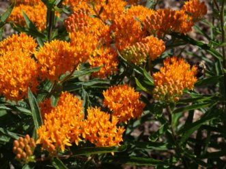 Butterfly weed (Asclepias tuberosa) is a beautiful native wildflower.
