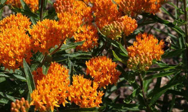 Butterfly Weed