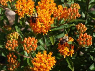 Butterfly weed is an important pollen and nectar source for many pollinating insects, such as these carpenter bees.
