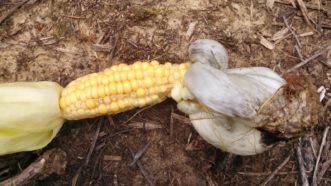 Corn smut on a drought-stressed ear of sweet corn. Justin Ballew, ©2020, Clemson Extension