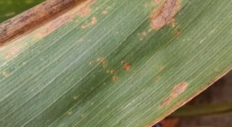 Southern rust pustules on a corn leaf. Justin Ballew, ©2020, Clemson Extension