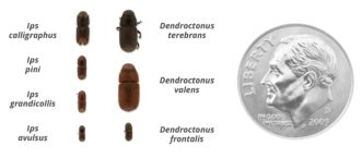 A comparison of sizes for pine bark beetles. Photo credit: Laura Costa, Southern Regional Extension Forestry.