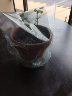 A plastic bag can be placed over the cuttings to hold in humidity. Drew Jeffers, ©2020, Clemson Extension