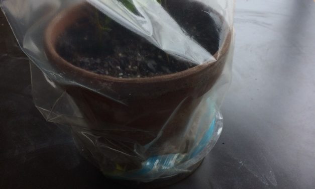 Making More: Propagation by Cuttings