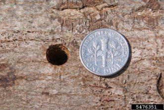 ALB exit hole chewed by an adult when it left the tree. Photo by J. Boggs, Ohio State University, Bugwood.org.