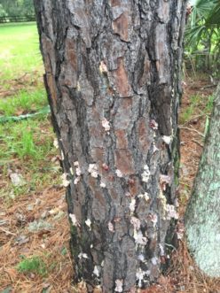 Black turpentine beetle pitch tubes are larger compared to those of other bark beetles. Photo Credit: Janet Steele, Clemson Cooperative Extension Service