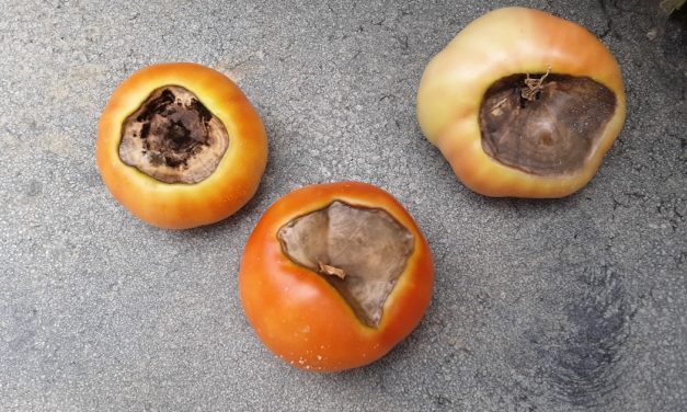 Gardening Myths: Fix Blossom End Rot with Calcium Sprays