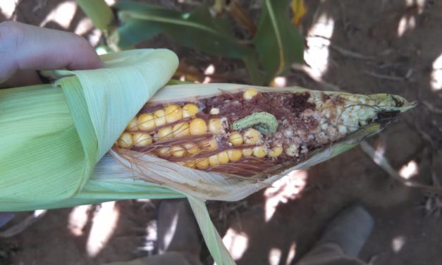 Insect Pests of Sweet Corn