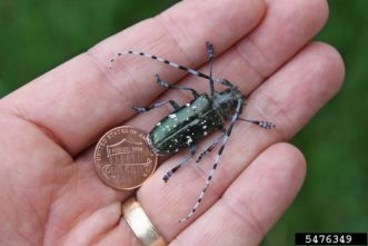 Figure 1. Adult Asian longhorned beetle next to a penny. Photo by J. Boggs, Ohio State University, Bugwood.org.