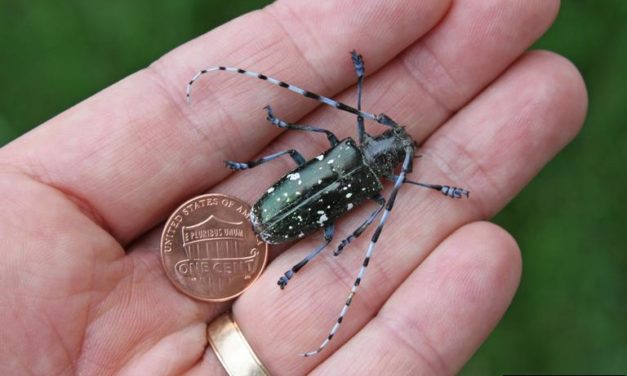 Asian Longhorned Beetle – A New Invasive Tree Pest In South Carolina
