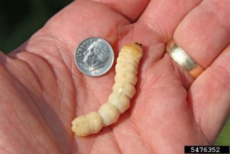 Figure 2. Asian longhorned beetle larva. Yes we doPhoto by J. Boggs, Ohio State University, Bugwood.org.