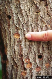 Figure 4. ALB oviposition pit at the end of a finger. ALB emergence holes can be seen above and below the pit, and numerous additional oviposition pits can be seen at the bottom of the image. Photo by D. Haugen, USDA Forest Service, Bugwood.org.