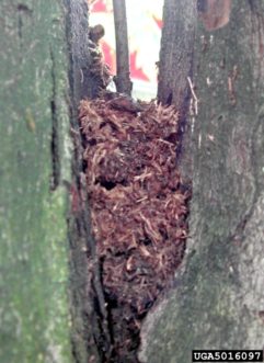 Figure 6. Sawdust/shavings and frass from ALB larvae. Photo by PA Dept. Cons. and Nat. Res., Bugwood.org.