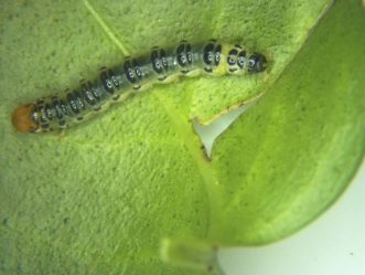 Here is a vinca leaf–folder larva, Diaphania costata. Predeesh Chandran, ©HGIC 2020, Clemson University PPDC