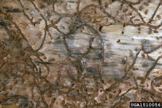 Southern pine beetle egg galleries. Photo Credit: USDA Forest Service- Region 8 - Southern, USDA Forest Service, Bugwood.org
