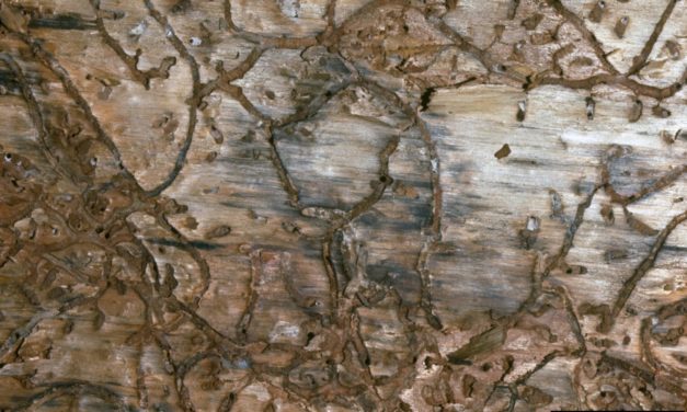 Common Pine Bark Beetles in Urban Settings: Identification and Treatment of These Species