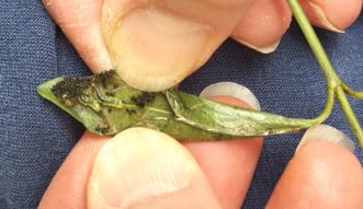 This Vinca major leaf is infested with young vinca leaf-folder larvae. Also present is the black frass, or insect droppings. Joey Williamson, © HGIC 2020, Clemson Extension