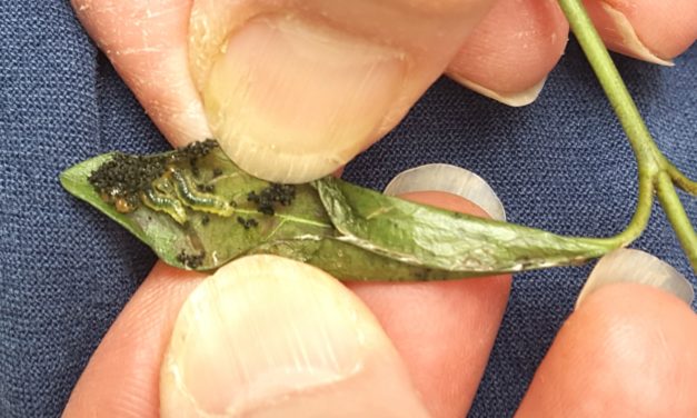 Destroying the Indestructible – Vinca leaf-folder