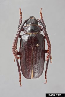 Tile-horned prionus (Prionus imbricornis) Nathan Lord, Longicorn ID, USDA APHIS PPQ, Bugwood.org