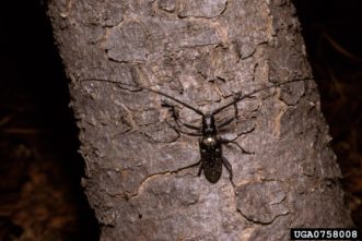Whitespotted Sawyer (Monochamus scutellatus) William M. Ciesla, Forest Health Management International, Bugwood.org