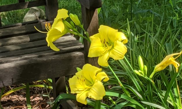 June Week 5 Garden Photos